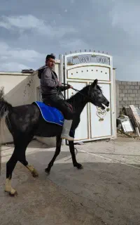 فروش کره اسب عرب
