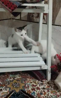 گربه