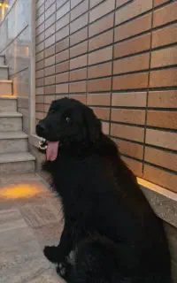سگ گلدن