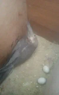 عروس هلندی مولد
