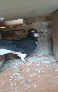 کفتر