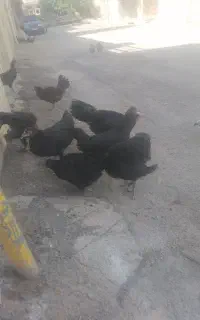 تعدادی مرغ خروس کردی اصل سیاه