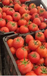 سبد گوجه