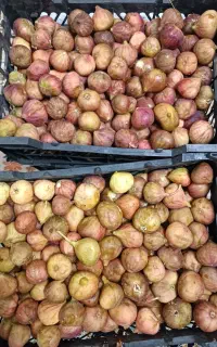 انجیر محلی و انجیر سیاه تازه