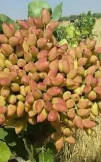 خرید پسته خوشه کالک
