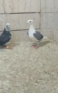 پشت گراف ماده کاکلی