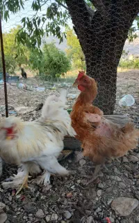 فروش یک عدد خروس سلطان و مرغ تخم گذار