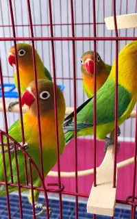 ۴ عدد طوطی برزیلی سالم و سرحال، ۲.۵ تا ۳ ماهه