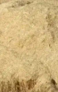 کاه گندم و جو شیراز