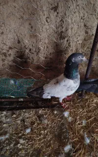 کفتره