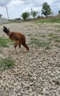 مرغ خروس لاری