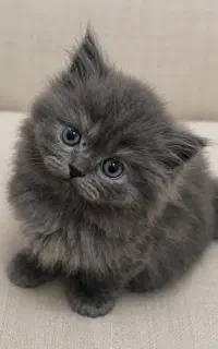 بچه گربه پرشین کوچولو