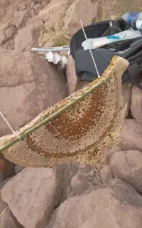 عسل ناب کوه . شهرو