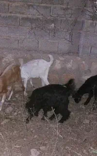 دوعددبزپاکستانی و ۲عددترکی