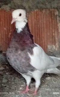 کبوتر ساده