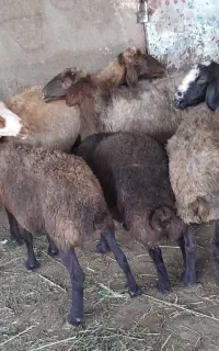 ۸ راس گوسفند داشتی