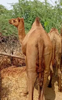 شتر