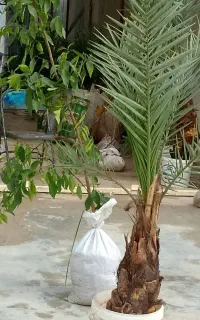 همه نوع گل و نهال درخت خرما