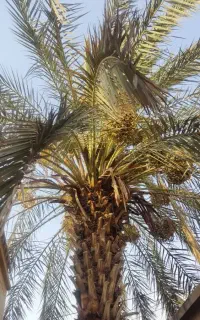 باغچه کار