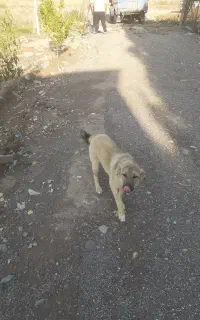 سگ سرابی فی ۸ نر ۵ ماهه
