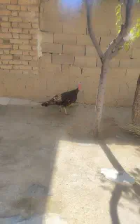 بوقلمون محلی تخمگذار