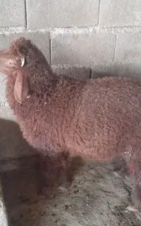 دو بره نر