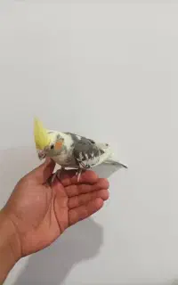 جوجه عروس هلندی رام