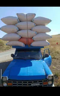 گاه خوردشده سامان گلش
