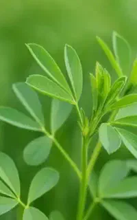 یونجه خورده شده خشک چین اول