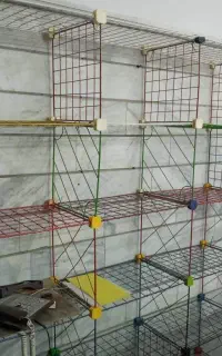قفسه