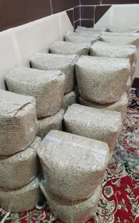 عدس درجه یک امسال