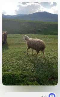 گوسفند قربانی