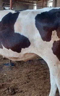 سیمیتال و هلشتاین