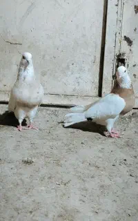 کبوتر طوقی