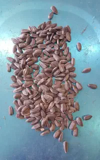 بذر افتابگردان روغنی اسکار نسل اول