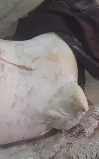 کمه گوسفندی