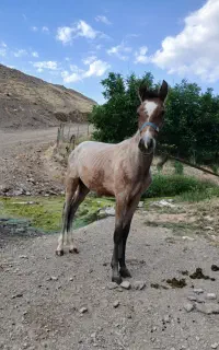 کره مادیان شجره دار