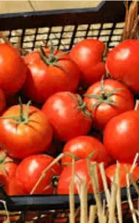 آبگیری گوجه سیار