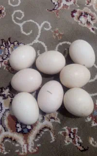 تخم مرغ لاری