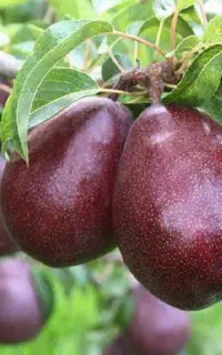 فروش نهال (ریشه نگار)