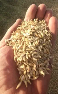 جو محلی بذری