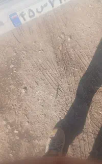 کاه نخود