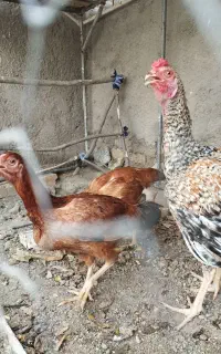 خروس دورگه لاری و مرغ تخم گذار و کرچ