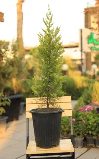 کاج لاوسون یک متری