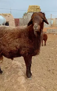 قوچ جوان ۲ ساله