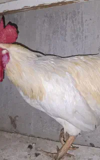 خروس سفید