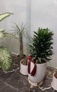 نظافت ساختمان مسکونی