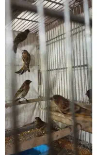 پرنده گلبسر