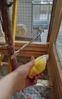 طوطی برزیلی های خاص رام و دستی نر و ماده