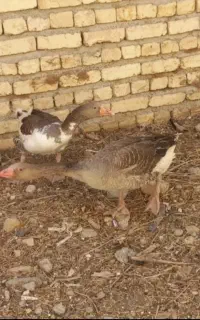 غاز